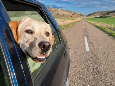 Leve seu animal de estimação em férias